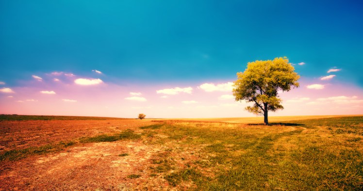 Alone tree in the field